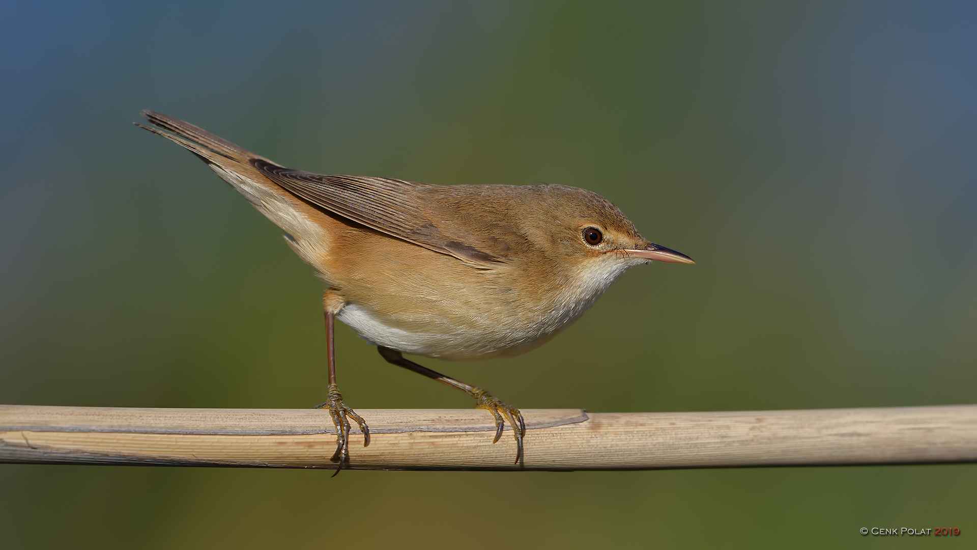 Eurasian Reed Warbler